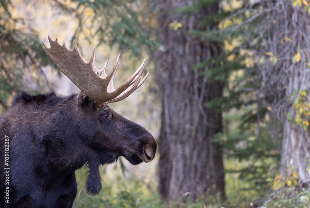 Bull Moose During the Rut in Autumn in Wyoming Bull Moose During the Rut in Autumn in Wyoming