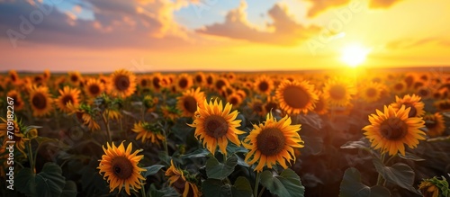 Sunflowers in a vast field at sunset under the open sky. photo