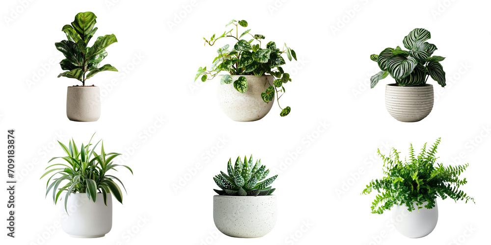 Set of Green plants in potted for interior decoration isolated on transparent png background, Houseplant for decorated in bedroom or living room, minimal natural health concept. Set of Green plants in potted for interior decoration isolated on transparent png background, Houseplant for decorated in bedroom or living room, minimal natural health concept.
