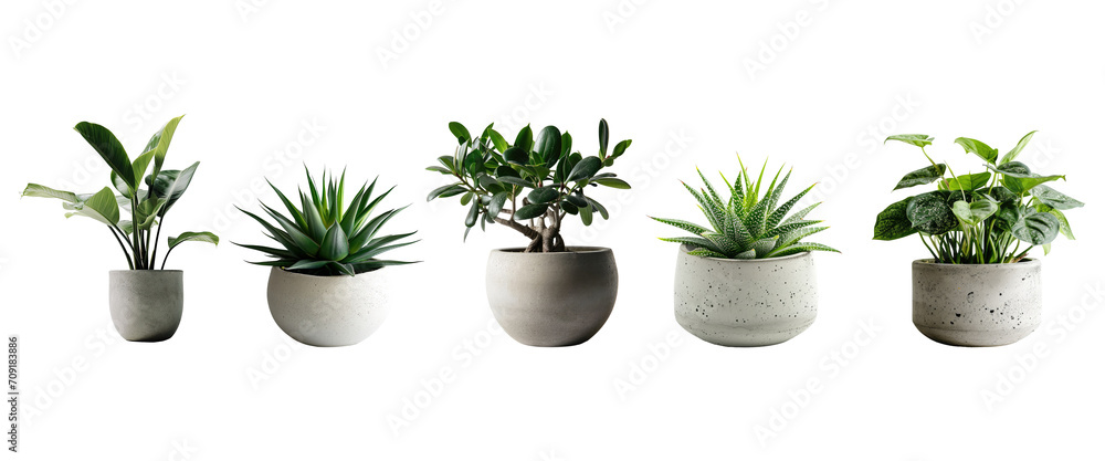 Set of Green plants in potted for interior decoration isolated on transparent png background, Houseplant for decorated in bedroom or living room, minimal natural health concept. Set of Green plants in potted for interior decoration isolated on transparent png background, Houseplant for decorated in bedroom or living room, minimal natural health concept.
