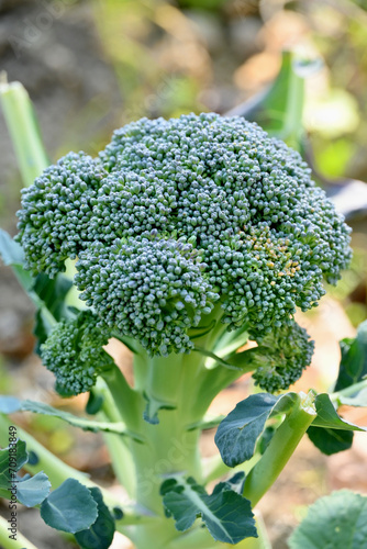 Wallpaper Mural closeup the ripe green broccoli flower plant growing with leaves in the farm soft focus natural green brown background. Torontodigital.ca