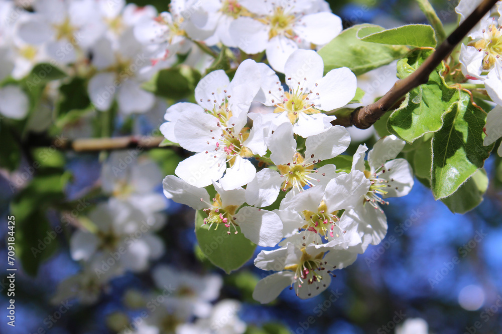 tree blossom tree blossom