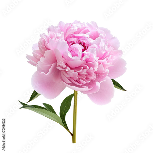pink peony flower isolated