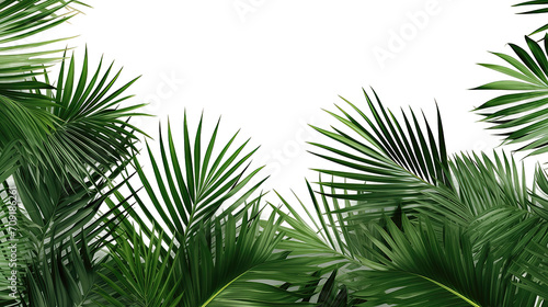 Overlay texture border of fresh green tropical plants with palm tree leaves isolated on transparent background. PNG file, cut out photo