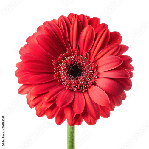 red gerbera flower isolated