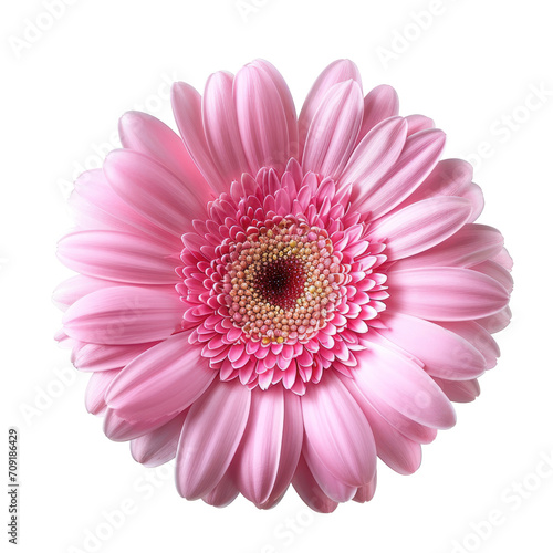pink gerbera flower isolated