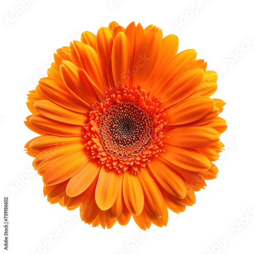 orange gerbera flower isolated