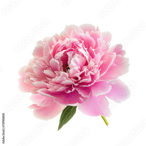 pink peony flower isolated