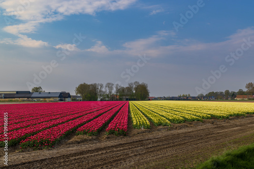 Field of tulips near Alkmaar  The Netherlands
