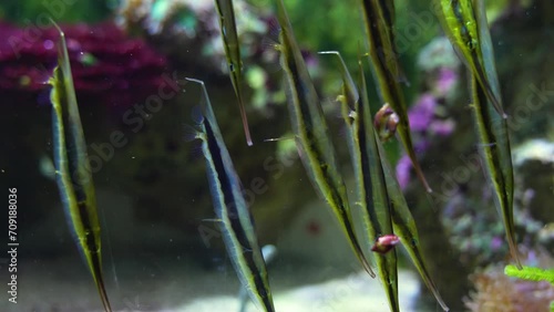 Close up view of Shrimpfish, also called razorfish swimming upside down underwater photo