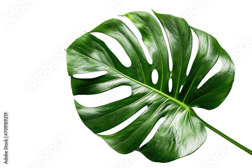 Green Monstera leaf for interior decoration isolated on transparent png background, Houseplant for decorated in bedroom or living room, minimal natural health concept.