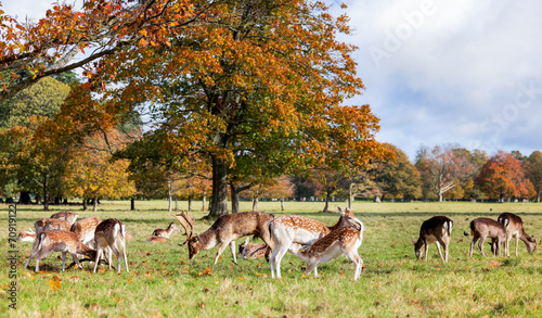 Photography European Fallow deer Dama dama in Phoenix Park, Dublin, Ireland