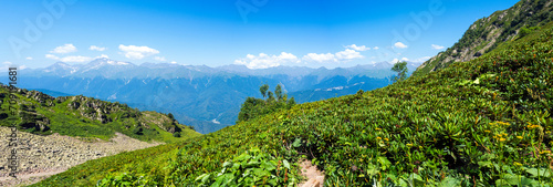 Panorama: rhododendron in the Caucasus mountains in summer