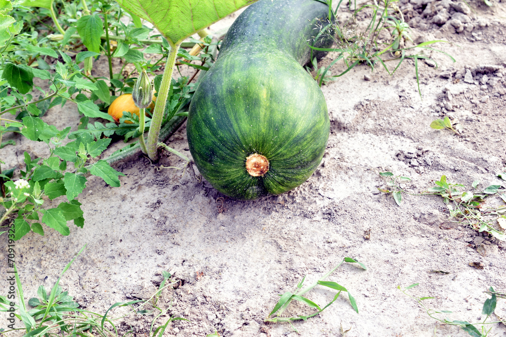 An unripe elongated pumpkin in the garden. An unripe elongated pumpkin in the garden.