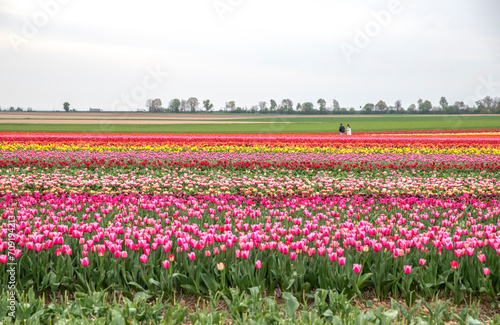 Wallpaper Mural Bright colored tulip field in the city of Grevenbroich Germany Torontodigital.ca