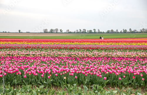 Bright colored tulip field in the city of Grevenbroich Germany