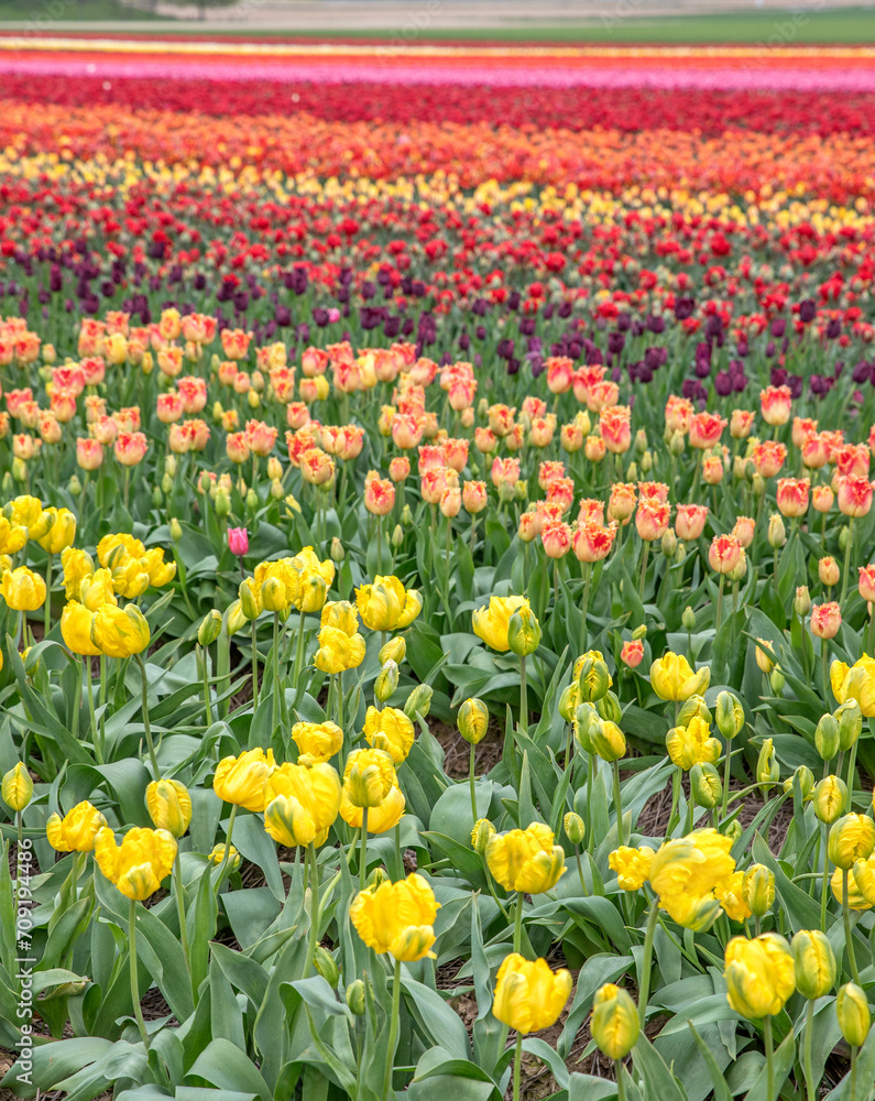 Bright colored tulip field in the city of Grevenbroich Germany