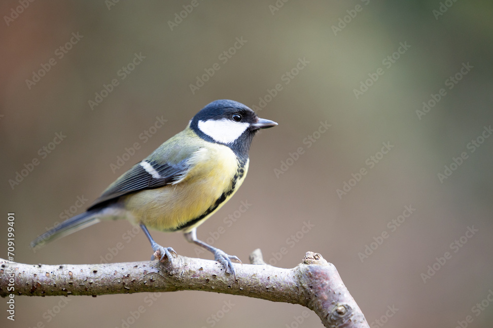 Adult Great Tit (Parus Major) posed on the end of a stick in British back garden in Winter. Yorkshire, UK