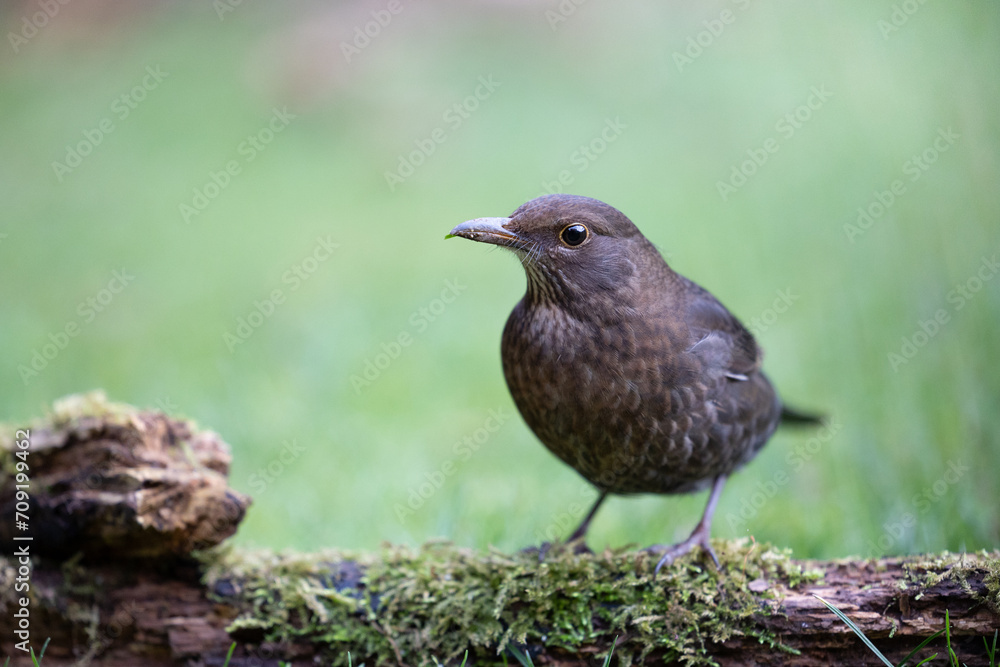 Obraz premium Female blackbird (Turdus merula) on a log in a British back garden with a natural background. Yorkshire, UK in Winter