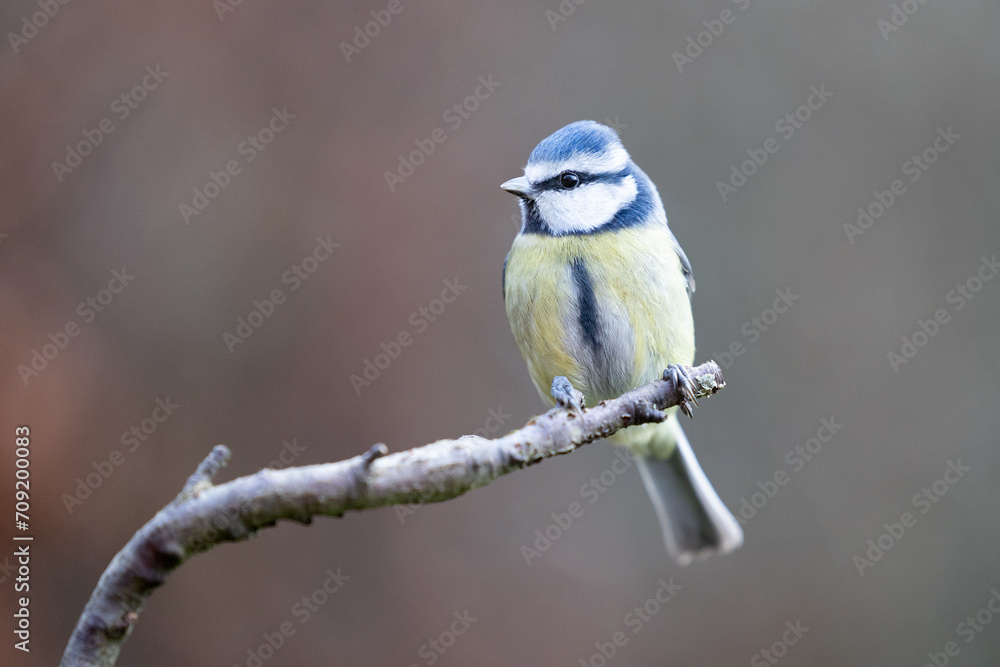 Obraz premium Stunning adult Blue Tit (Cyanistes caeruleus) posed on the end of a stick in British back garden in Winter. Yorkshire, UK