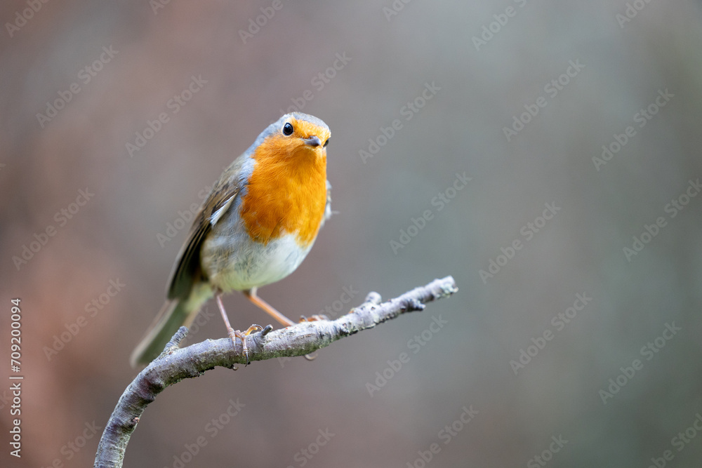 Robin bird (erithacus rubecula) in Winter. Perched on a bare branch with a natural brown foliage background - Yorkshire, UK in January Robin bird (erithacus rubecula) in Winter. Perched on a bare branch with a natural brown foliage background - Yorkshire, UK in January