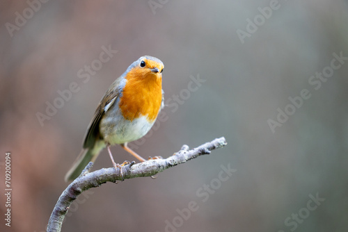 Robin bird (erithacus rubecula) in Winter. Perched on a bare branch with a natural brown foliage background - Yorkshire, UK in January © Helen