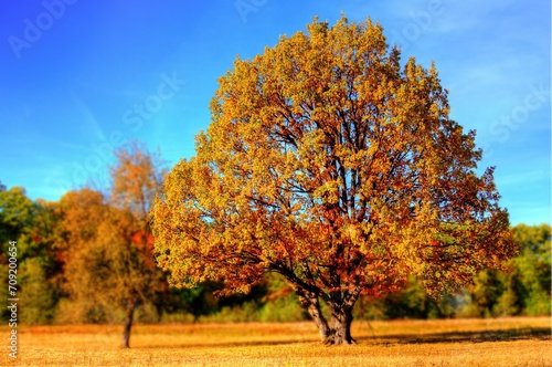 paisaje de árbol en otoño