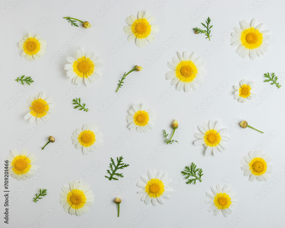 Creative layout of white daisy flower on white background. Minimal spring concept. Flat lay.