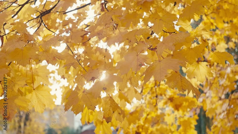 Autumn landscape background video with yellow leaves. Sunny weather in the fall season. High quality 4k footage Autumn landscape background video with yellow leaves. Sunny weather in the fall season. High quality 4k footage