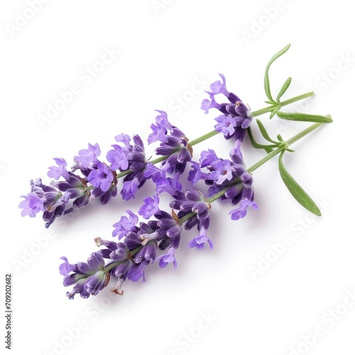 lavender flower isolated