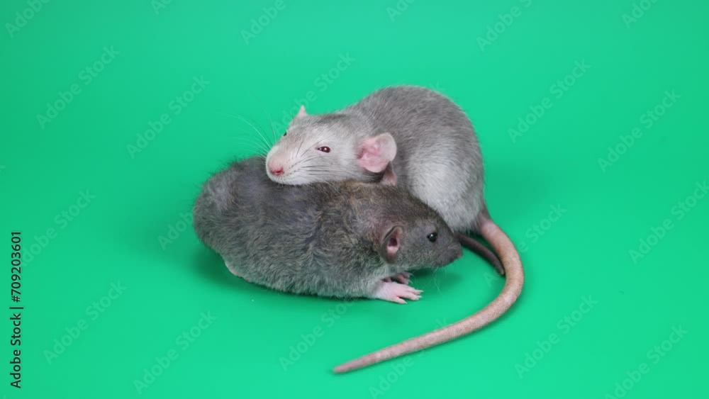 Two small gray rats on a green background. Rodents cling to each other. Chroma key for cutting out an animal.