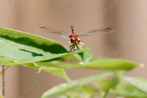 A micro shot of a delicate dragonfly perched on a leaf