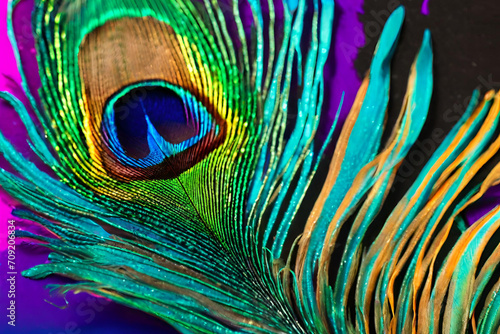 A detailed close-up of a vibrant peacock feather