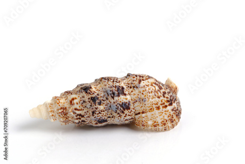 Clam shell on a white background.