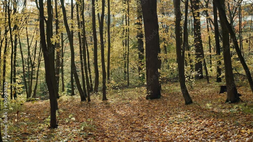 Background video path is covered with yellow leaves in the fall. golden trees beautiful nature. High quality 4k footage Background video path is covered with yellow leaves in the fall. golden trees beautiful nature. High quality 4k footage