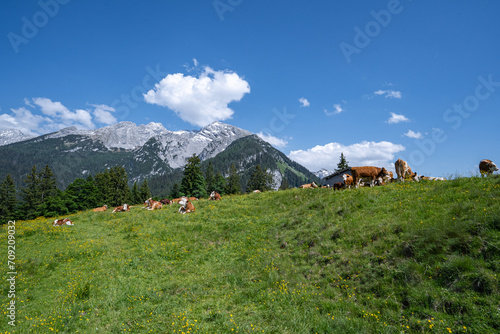 Idyllische Almszenerie mit Fleckvieh-Kühen auf einer Alm im Grenzgebiet der bayrisch - österreichischen Alpen. Alpen