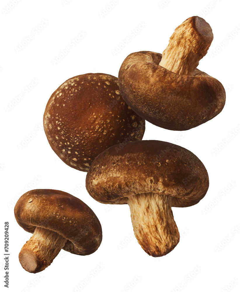 Fresh raw Shiitake Mushrooms falling in the air Fresh raw Shiitake Mushrooms falling in the air