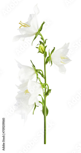 Beautiful white Bellflowers falling in the air