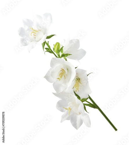 Fototapeta Naklejka Na Ścianę i Meble -  Beautiful white Bellflowers falling in the air