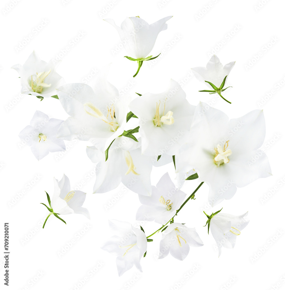 Fototapeta premium Beautiful white Bellflowers falling in the air