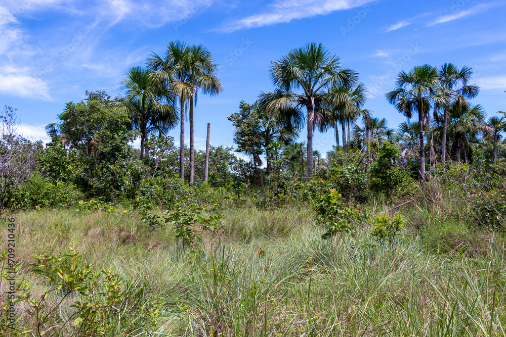 vegetation with palm trees in the cerrado vegetation with palm trees in the cerrado
