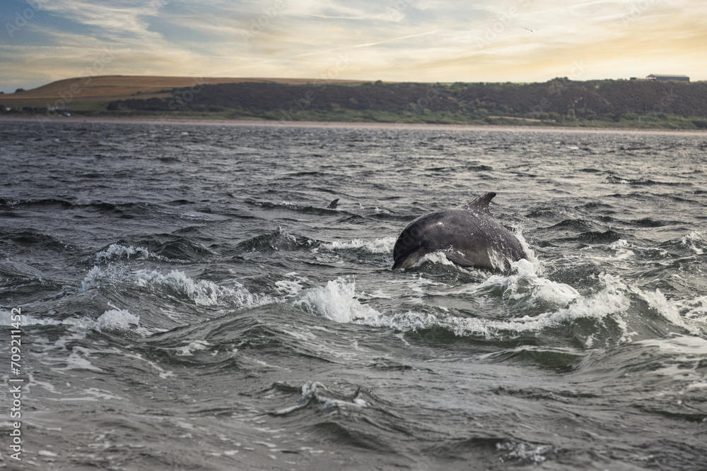 Fototapeta premium Dynamic Leap: Dolphin in The Moray Firth