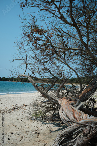 Albero caduto sulla spiaggia- Corsica Francia