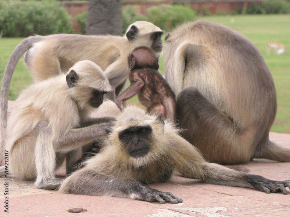 Obraz premium India macaques close up