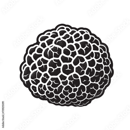 Delicious mushroom truffle.  Beautiful vintage engraving illustration, emblem, icon, logo, sketch. Black lines	