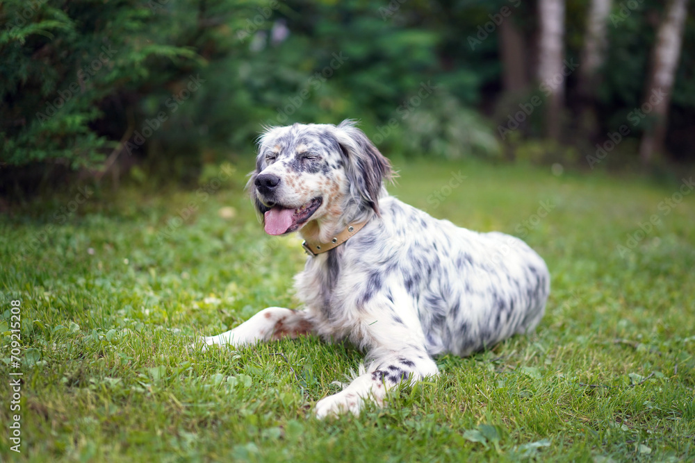 Portrait of a english setter dog in the grass outside