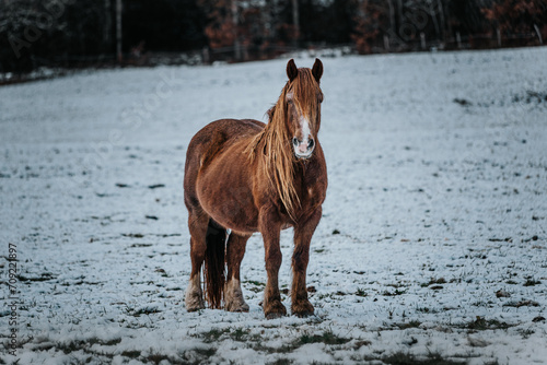 Horse winter cold photo