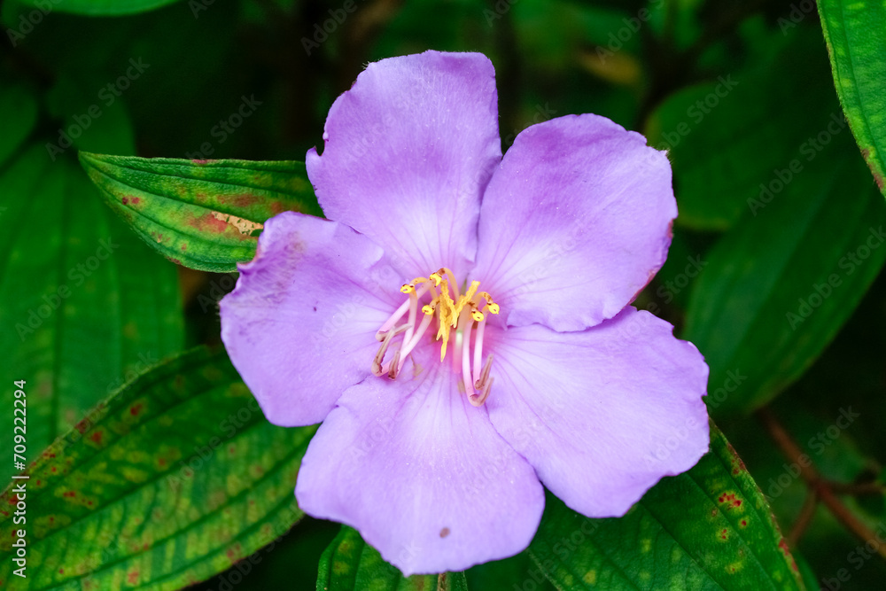 The close-up of a common Melastoma, Melastoma malabathricum with green leaves background The close-up of a common Melastoma, Melastoma malabathricum with green leaves background