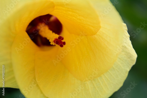 Close-up of the Hibiscus tiliaceus. A yellow flower in the rural. Nature scene. photo