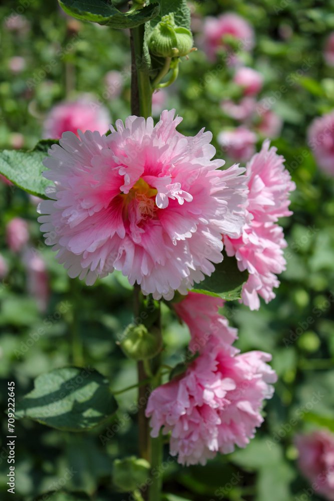 Pink hollyhocks with green leaves and green background
